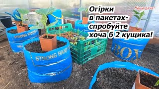 Саджаємо огірки в пакети- найкращій по врожайності та строках спосіб!