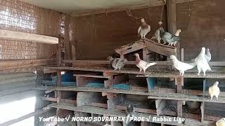 Sound Pigeons Like Chicken Cry | Feeding Pigeon In Cambodia