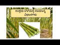 Basics To Grow 100 TONE Sugar Cane : Kannada farmer explains