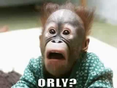 Funny Pictures of animals doing funny things - Funnytubevideos - YouTube