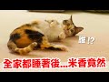 【好味小姐】全家都睡著後⋯米香竟然！｜好味貓日常EP103