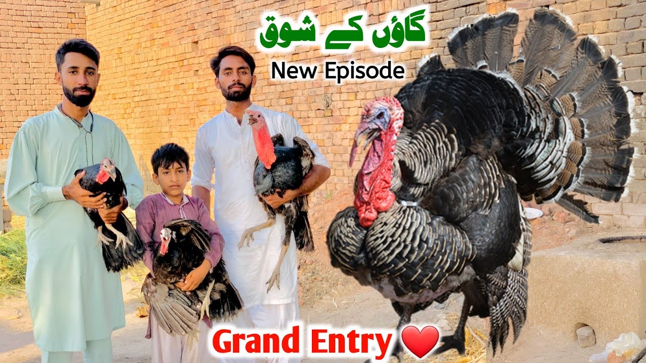 Imported Turkey Birds Entry 😍 Gaon Ke Shauk | Shaher Main Dihat