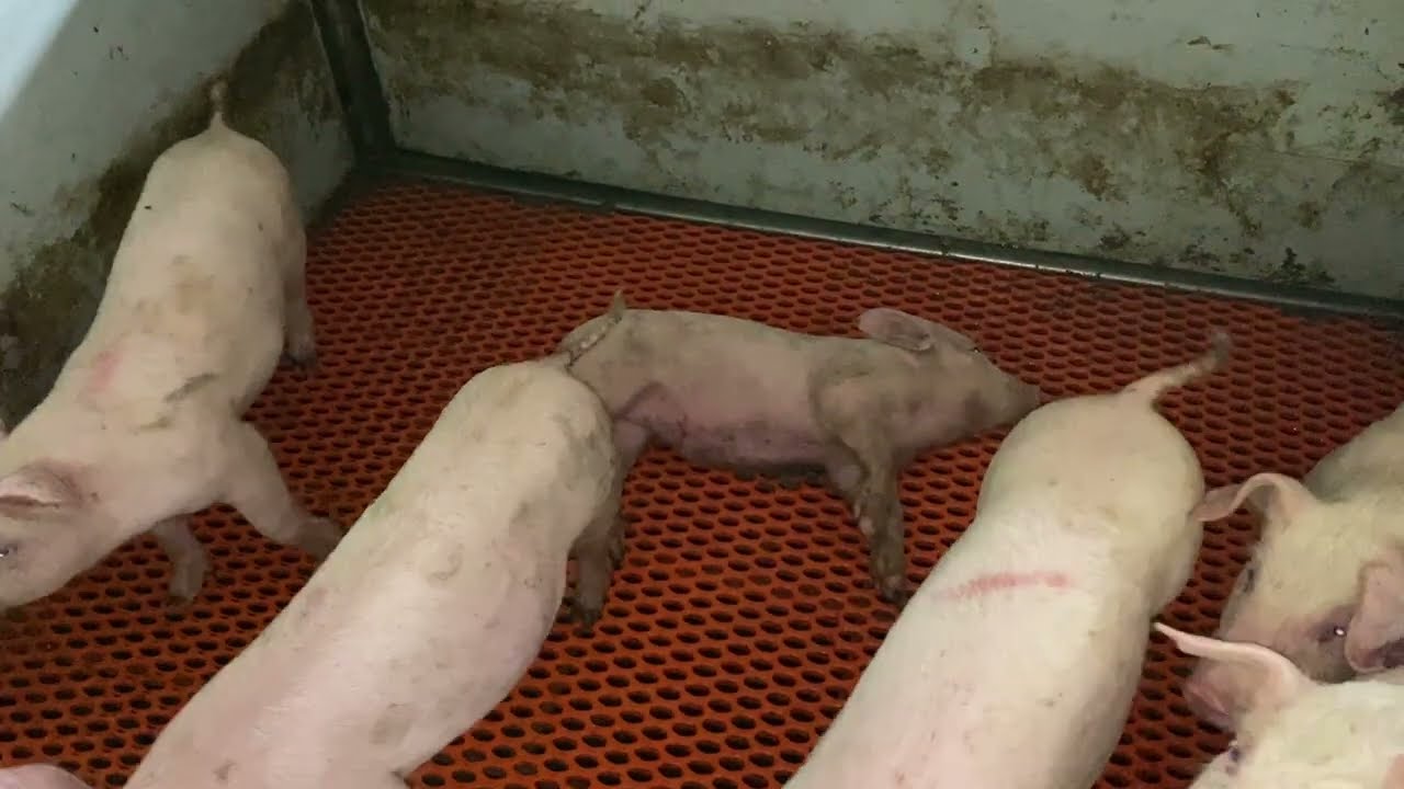 肺放線菌症はどのように診断されますか?