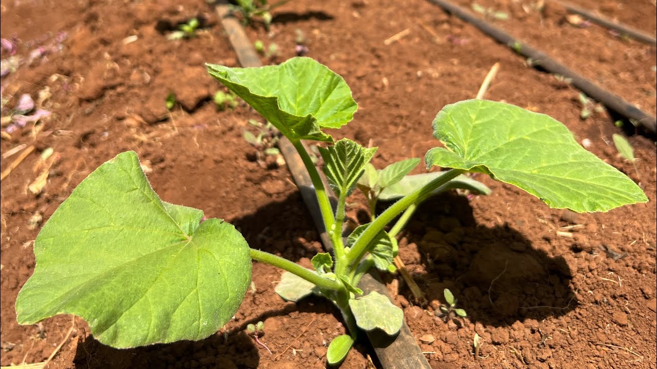 Butternut Squash Farming 30Day Progress YouTube