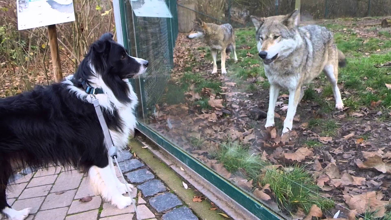 Der Schneewolf (Dokumentarfilm auf Deutsch)