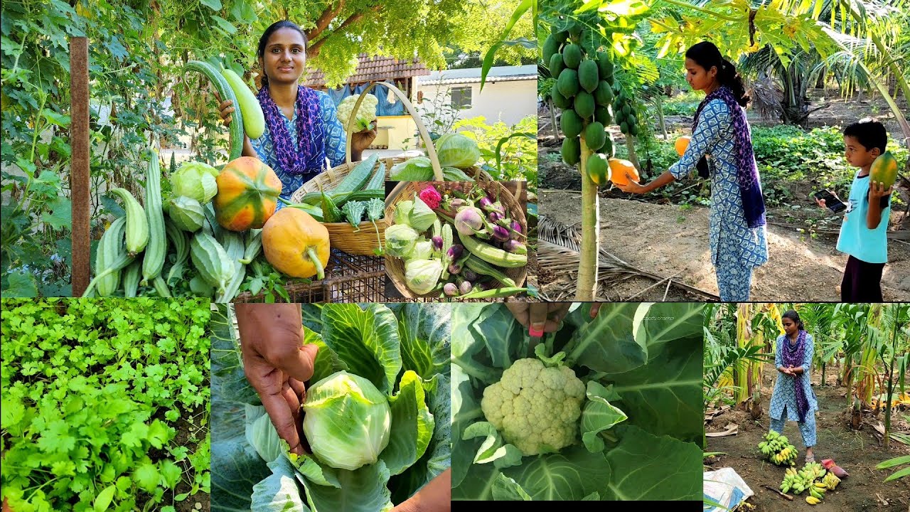 என்ன ஒரு என்ன ஒரு வாழ்க்கையடா😍/Morning to evening routine in my villagelife/Harvesting and cooking 🌿