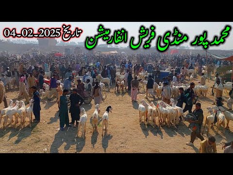 55:03 55:03 Now playing, Bakra and Mundra Mandi Muhammad Pur تازہ ترین صورتحال چیک کریں محمد پور بکرا، مندرا مارکیٹ 55:03 55:03 Now playing, Bakra and Mundra Mandi Muhammad Pur تازہ ترین صورتحال چیک کریں محمد پور بکرا، مندرا مارکیٹ