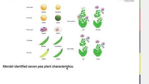 OpenStax Concepts of Biology  Ch  8 Patterns of Inheritance