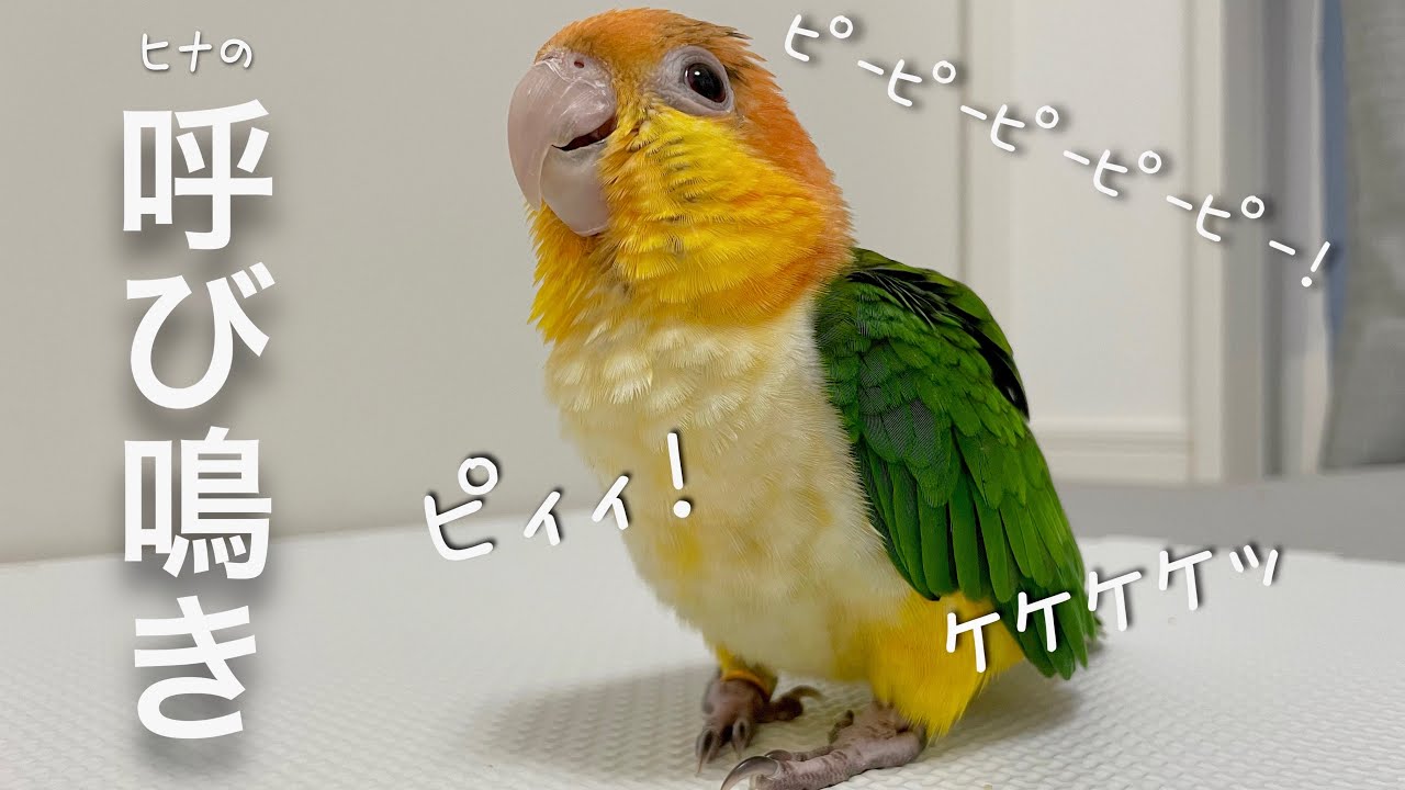 【音量注意】シロハラインコ ヒナの呼び鳴き（生後3ヶ月）が凄まじい‥