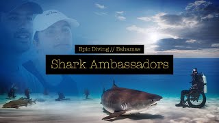 Close Shark Encounter - Shark Ambassadors - Epic Diving, Bahamas