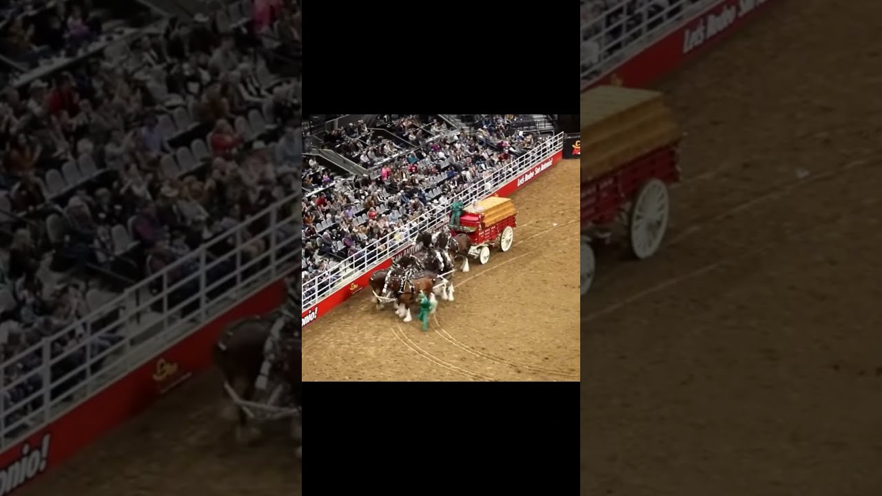 Budweiser Horse Accident The Is Okay Horseaccident Horses Cart Clydesdale Sad Fail 