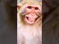 Monkey laughing shortsfeed status