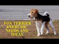 Wire and Smooth Fox Terrier Exercise Guide