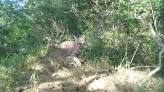 Bobcat Marks Camera
