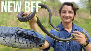 How To Make Friends With A Black Rat Snake! (3 Easy Steps)