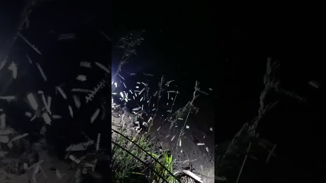 🤷‍♀️ bugs in a flashlight idk it was oddly hypnotic
