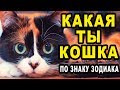 Какая Ты Домашняя Кошка по Знаку Зодиака