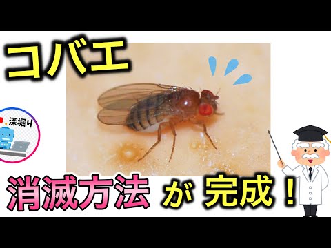 【 コバエ】最短で完全駆除完成!コバエを消滅する方法! コバエホイホイ不要! 自作コバエホイホイ・めんつゆホイホイ・【最強・殺虫ライト】深堀りTVコバエ #5