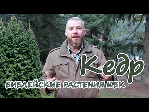 Библейские растения ЮБК. Кедр.