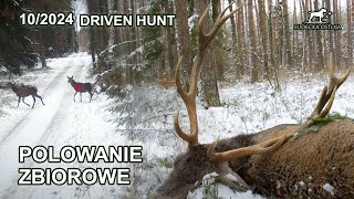 Mazurskie polowanie zbiorowe cz.2 - SUDECKA OSTOJA 10/2024 Driven Hunt in Poland jagd deer screenshot 2