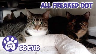 All Freaked Out | S6 E116 | Training Feral Kittens  - Lucky Ferals Cat Family