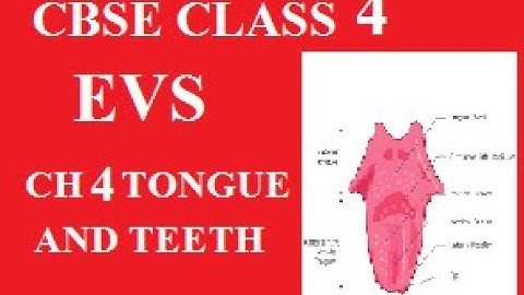 CBSE Class 4 EVS  Ch 4  Tongue and Teeth ! Career News Academy