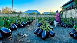 Eggplant Harvest: How To Make Eggplant Caviar! Incredibly delicious.