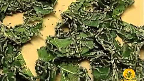 Como são produzidos os tecidos de seda?