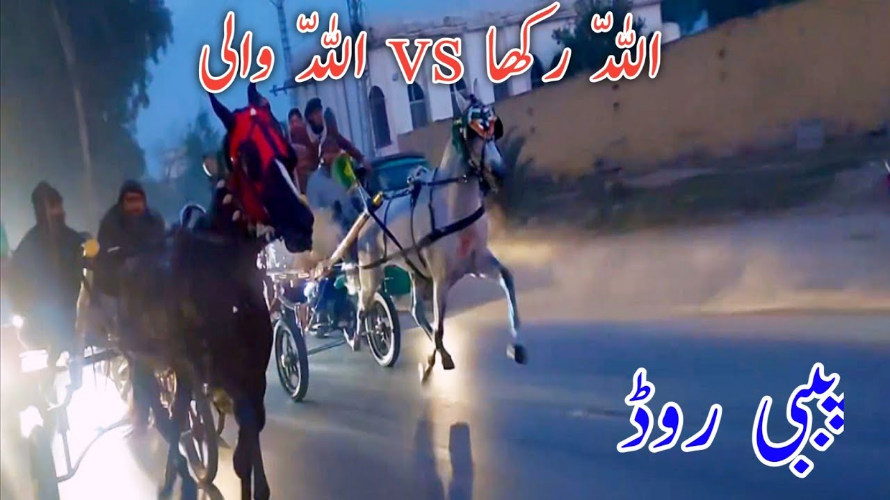 Tanga Race: Allah Rakha VS Allah Wali - The Champion Horse From All
