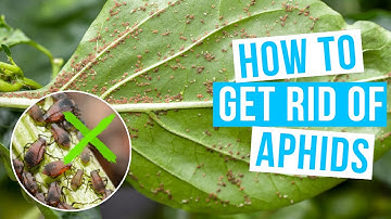 How to GET RID OF APHIDS | naturally and permanently