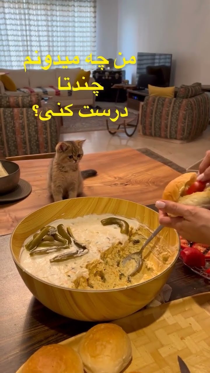 Funny  petite chatons