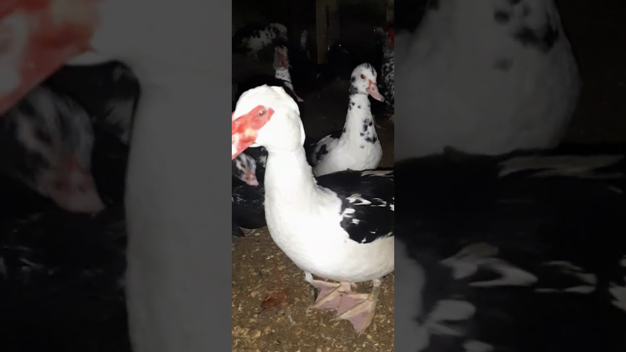 Индауткадан пайда немесе Керек емес кезде 😁лайк баса кет