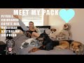MEET ALL MY DOGS (my pack)