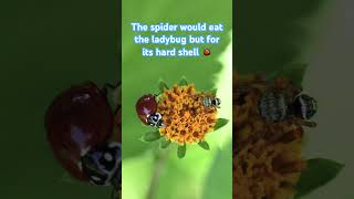 Ladybug And Jumping Spider Together