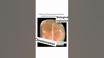 these are chromosomes made from the DNA of mom and dad || chromosomes in 3d animation|| #biology
