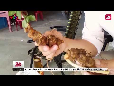 Ma Trận Sâm Ngọc Linh Giả - Tin Tức VTV24