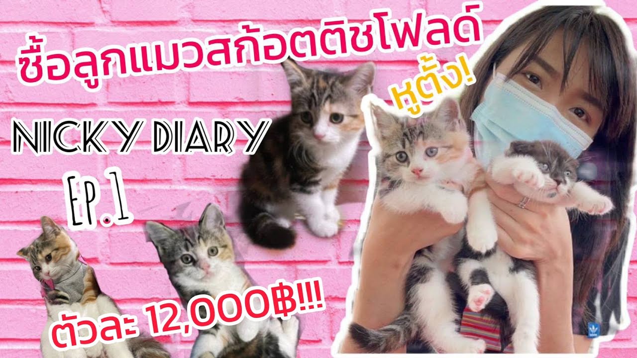 ลูกแมวสก็อตติชโฟลด์หูตั้งตัวละ 12,000฿ Nicky Diary Ep.1