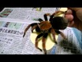 TARANTULA VIDEO 20 メキシカンファイアーレッグ （Brachypelma boehmei ）