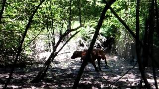 Caccia Cinghiale Addestramento Segugio Maremmano