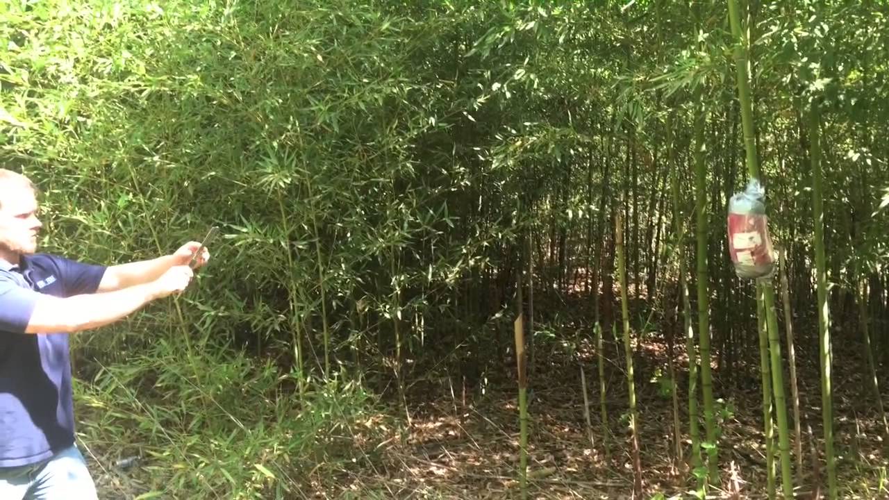 Is A Butter Knife A Good Weapon ? YouTube