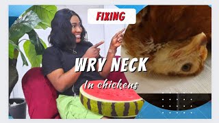 How to treat WRY NECK in chickens || Torticollis|| crooked neck and twisted neck