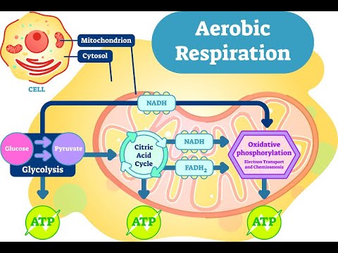 cell atp respiration aerobic cellular glucose