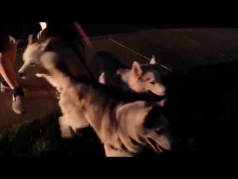 3 Siberian Huskies on a walk at night with light up collars