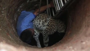 Leopard Pulled Out of 30-Foot-Deep Well