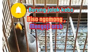 Download Lagu burung jalak kebo paling cerdas bisa bahasa arab MP3 Download Lagu burung jalak kebo paling cerdas bisa bahasa arab MP3