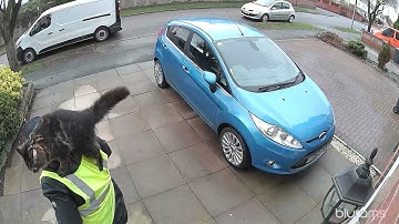 Cat Jumps on Delivery Driver || ViralHog