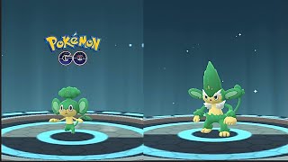 Pokemon GO - Evolving Pansage Into Simisage