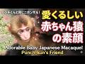 パンチくんと同じニホンザル！愛くるしい赤ちゃん猿の素顔 / monpai monyet 小猿 子ザル モンキー 高崎山自然動物園 #punch