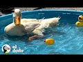 Pato finalmente aprende a nadar cuando los niños le organizan una fiesta en la piscina | El Dodo