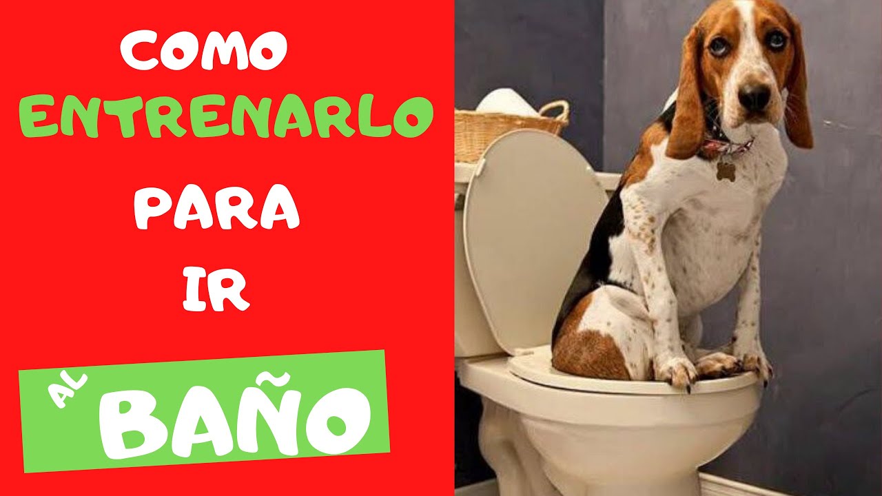 Como Enseñar A Un Perro Chihuahua A Ir Al Baño